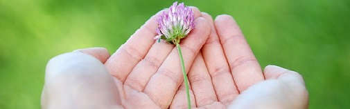 flower-8539_640.jpg